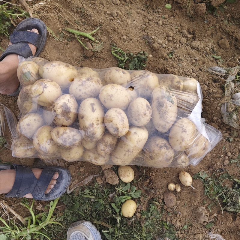湖北襄阳黄皮黄心沃土5号土豆/量大价优/欢迎咨询