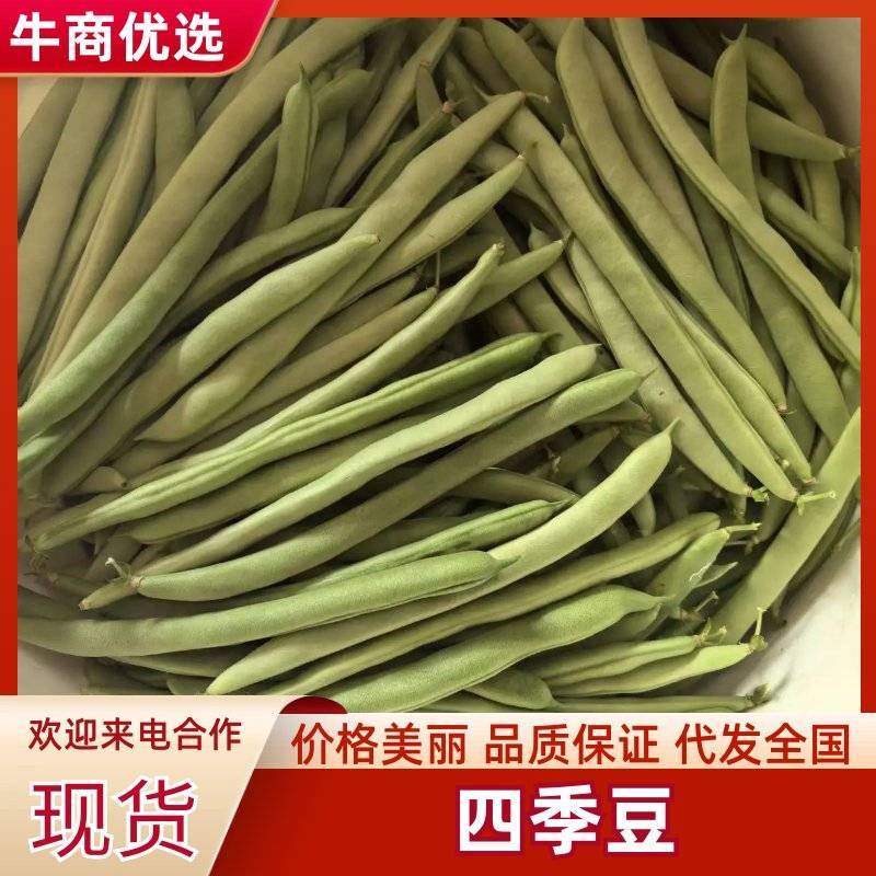 【优质推荐】四季豆架豆大量上市产地直发保质保量欢迎咨