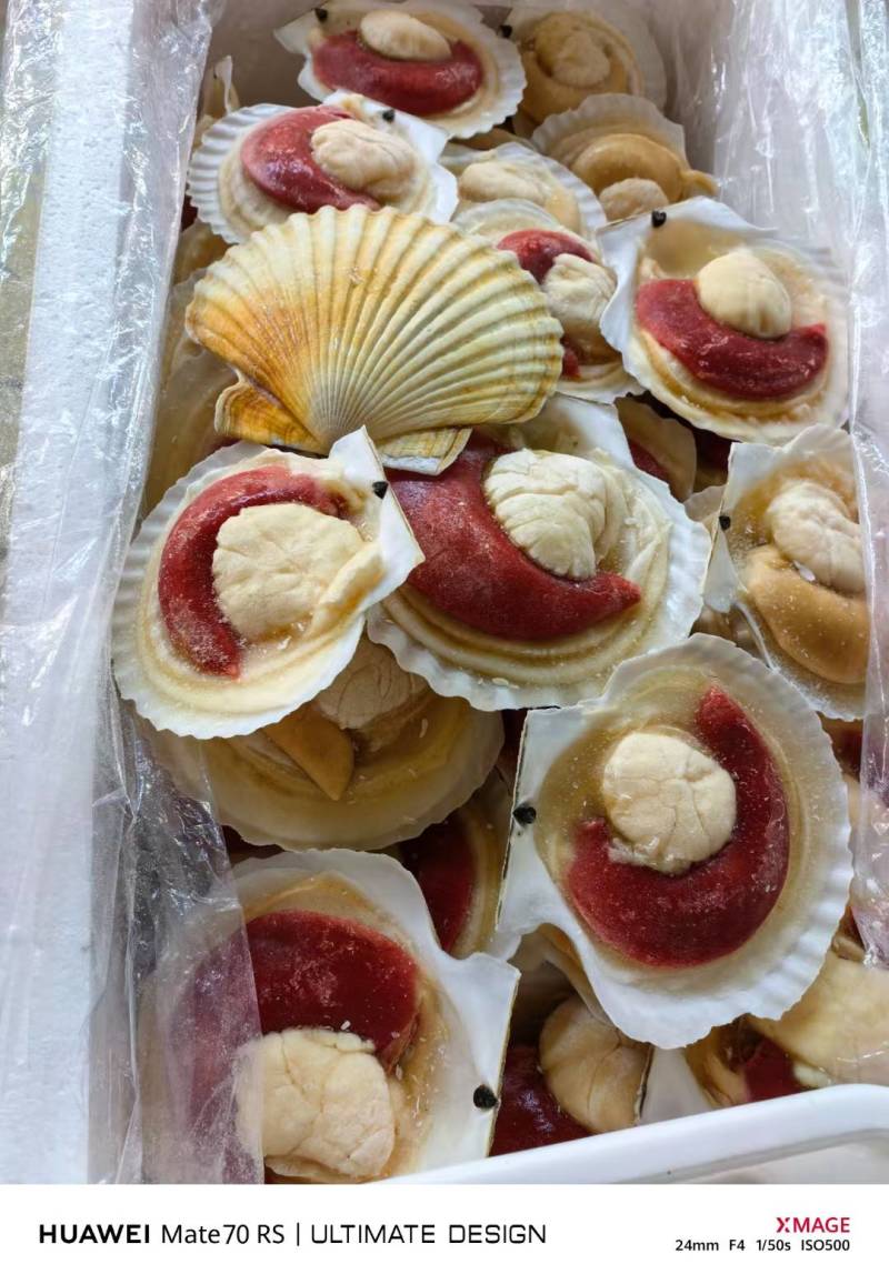 半壳扇贝