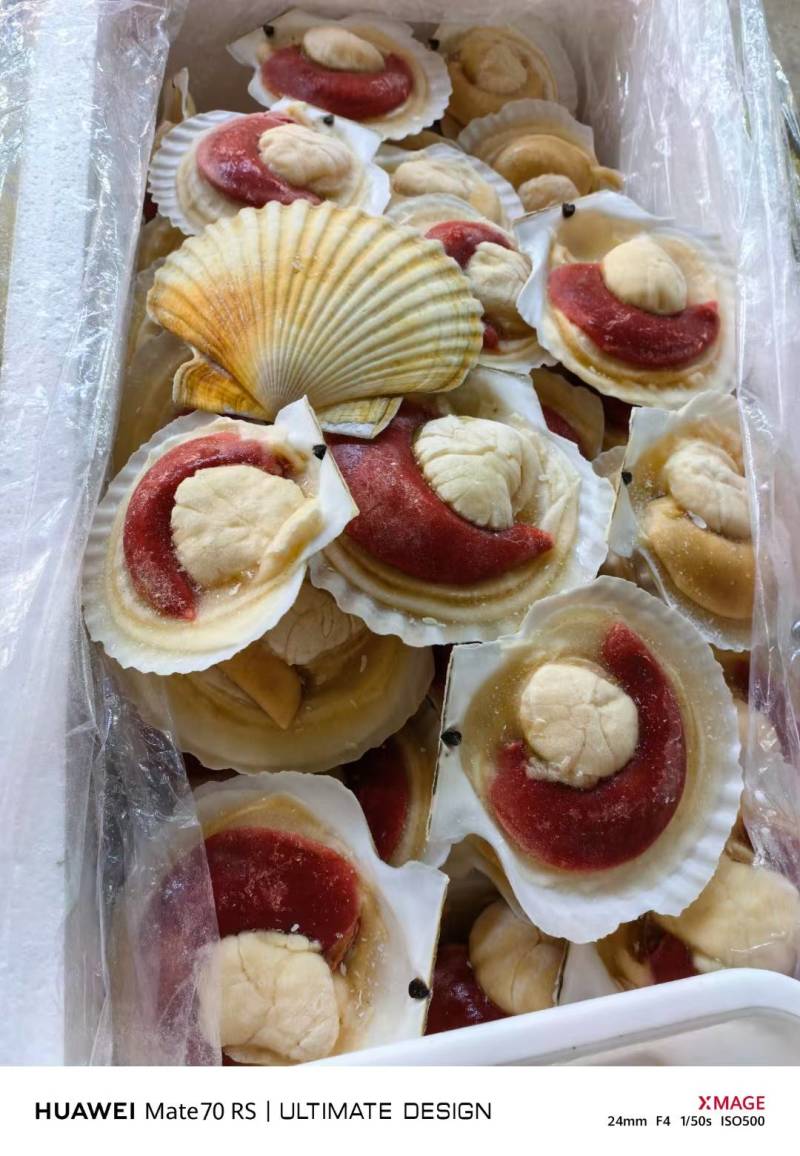 半壳扇贝