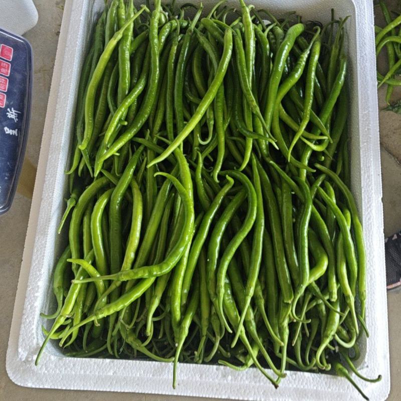 【推荐】精品线椒/基地直发/对接商超批发市场/欢迎咨询