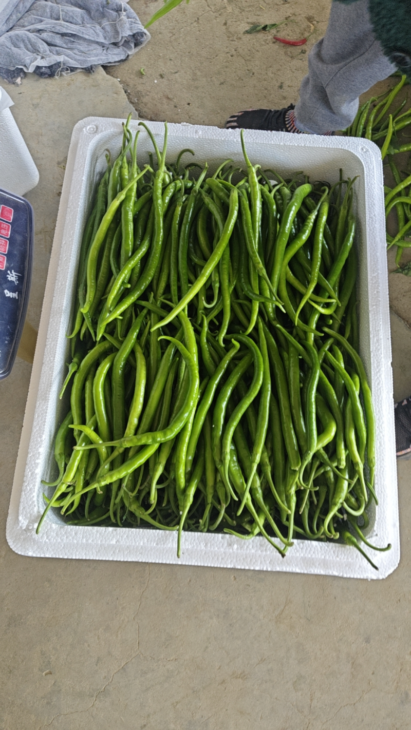【推荐】精品线椒/基地直发/对接商超批发市场/欢迎咨询