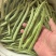 【优质推荐】四季豆架豆大量上市产地直发保质保量欢迎咨