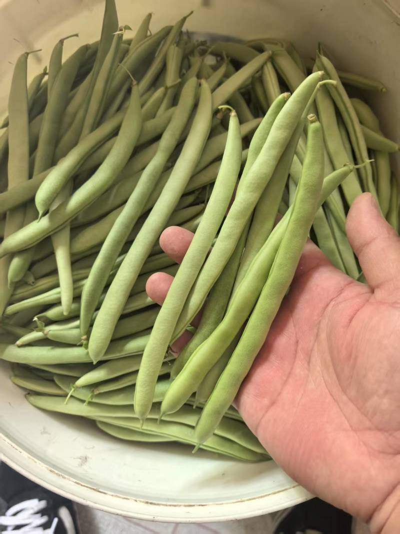 【优质推荐】四季豆架豆大量上市产地直发保质保量欢迎咨