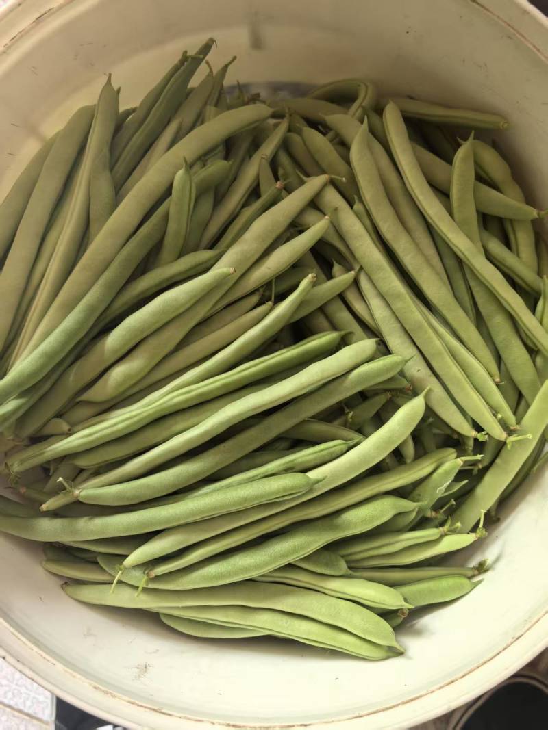 【优质推荐】四季豆架豆大量上市产地直发保质保量欢迎咨