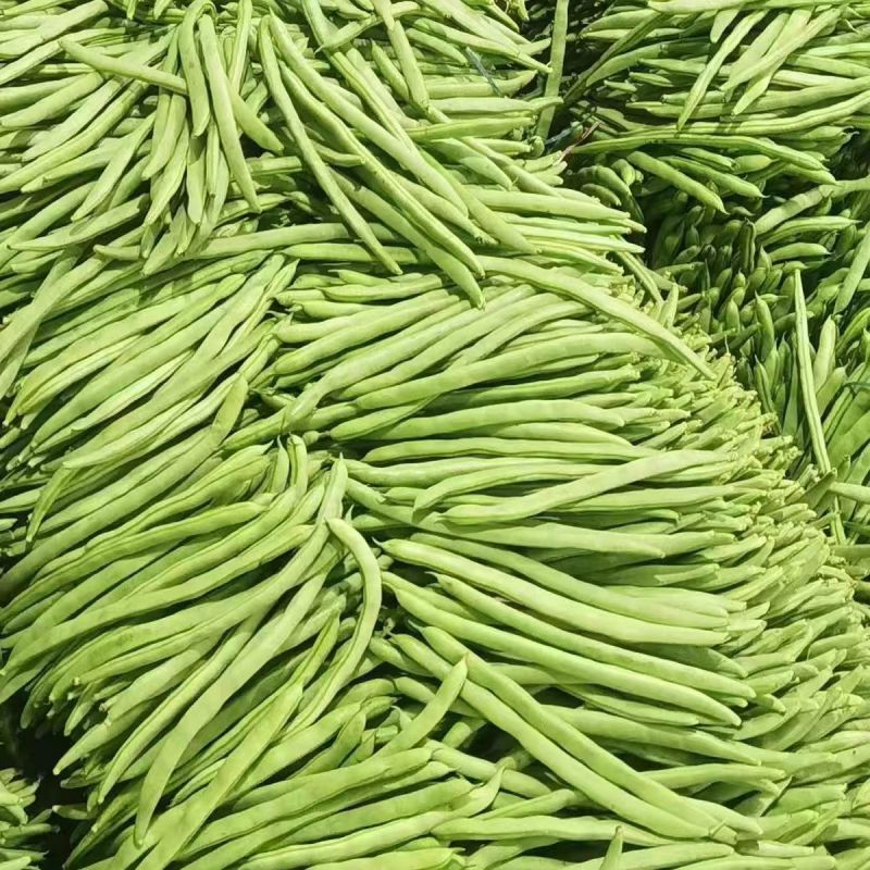 【优质推荐】四季豆架豆大量上市产地直发保质保量欢迎咨