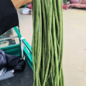精品豆角大量上市