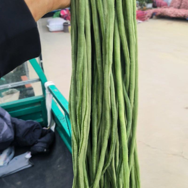 精品豆角大量上市