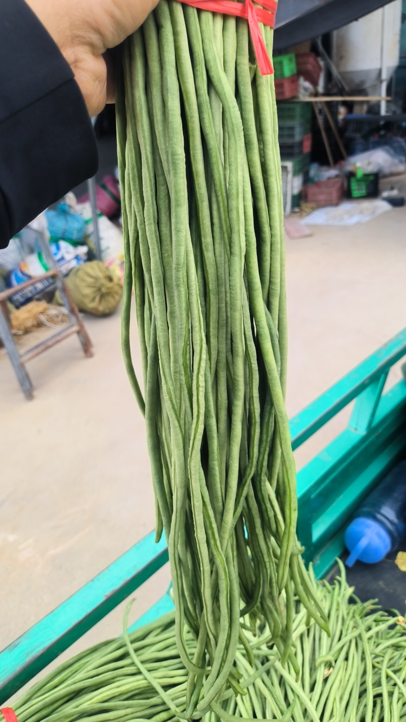 精品豆角大量上市