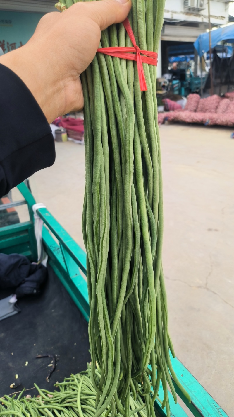 精品豆角大量上市