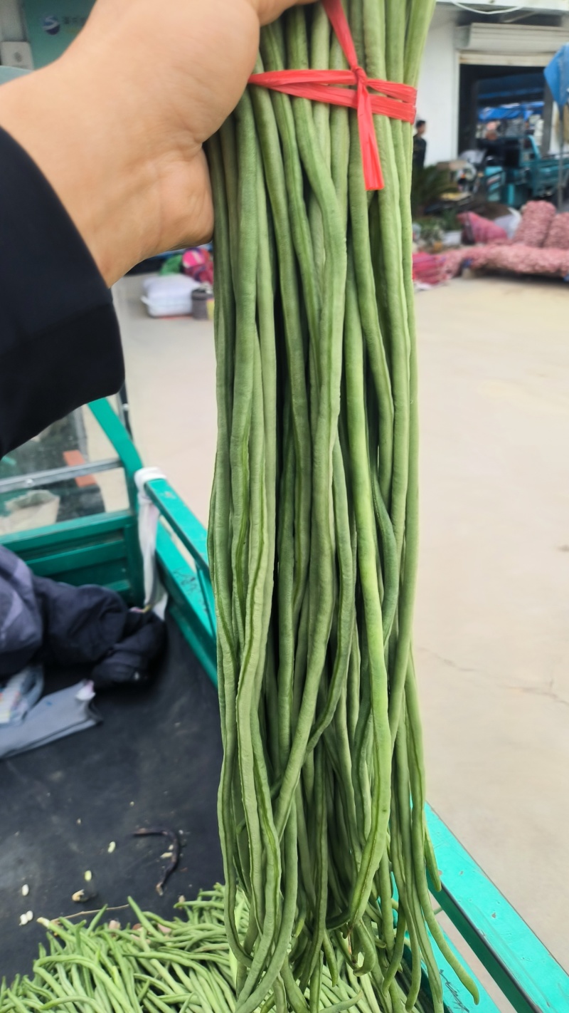 精品豆角大量上市