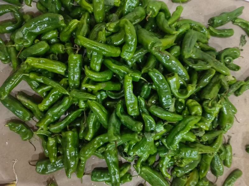 【牛商推荐】精品小皱皮辣椒/新品上市/对接商超批发市场