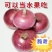 《紫皮洋葱》陕西基地直发保质保量以质论价量大从优