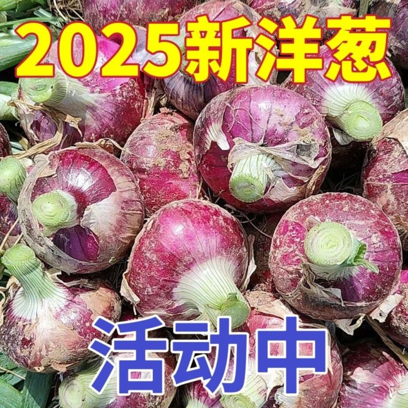 《紫皮洋葱》陕西基地直发保质保量以质论价量大从优