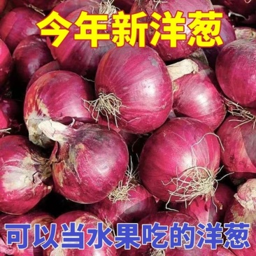 《精选》陕西紫皮洋葱大量上市中对接全国诚信合作一条龙服务