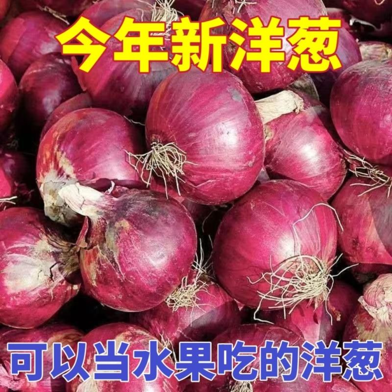《精选》陕西紫皮洋葱大量上市中对接全国诚信合作一条龙服务