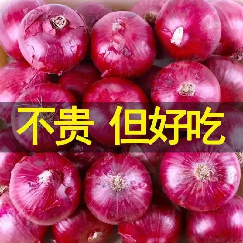 《精选》陕西紫皮洋葱大量上市中对接全国诚信合作一条龙服务