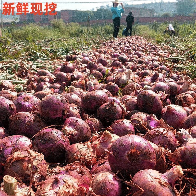 《精选》陕西紫皮洋葱大量上市中对接全国诚信合作一条龙服务