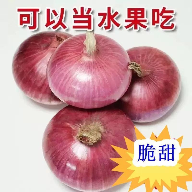 《精选》陕西紫皮洋葱大量上市中对接全国诚信合作一条龙服务