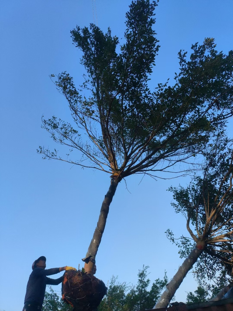 红皮榕，大量供应，