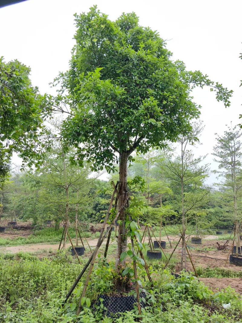 红皮榕，大量供应，