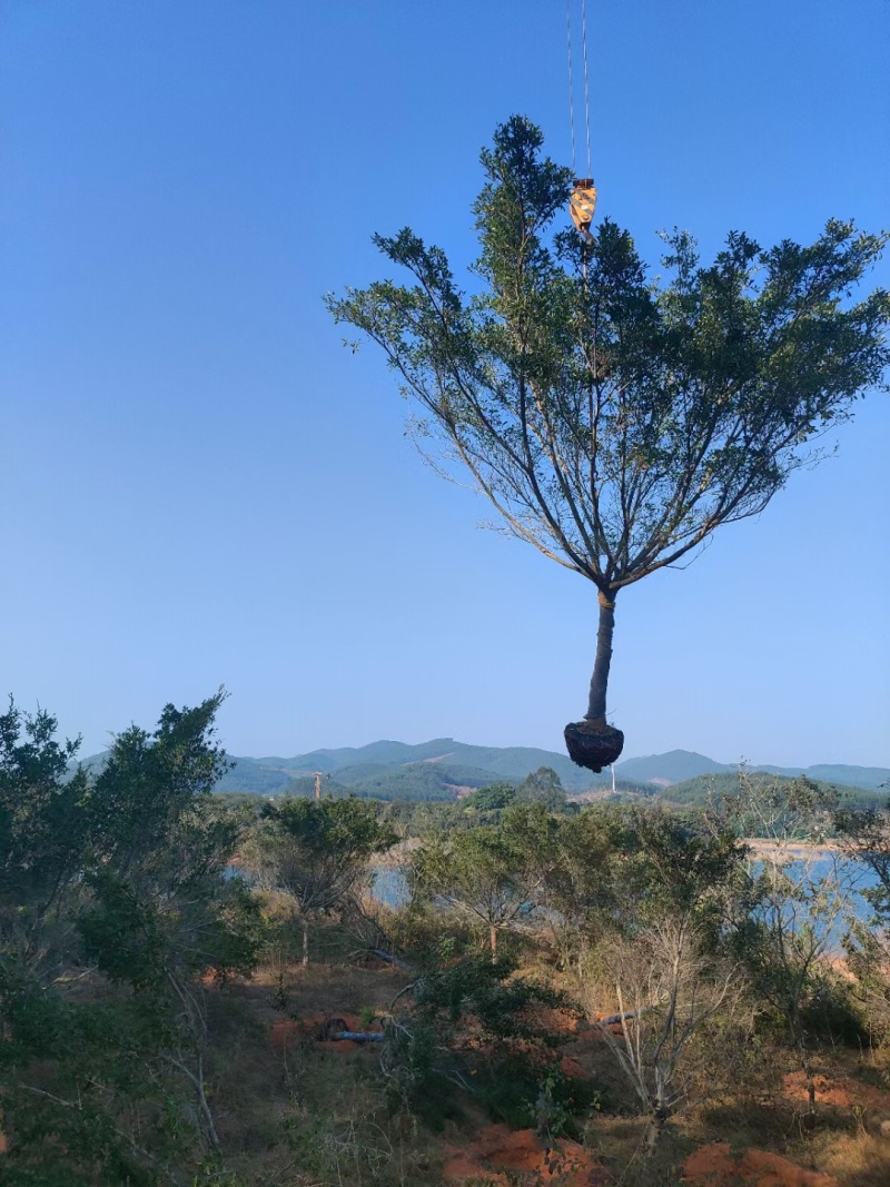 红皮榕，大量供应，