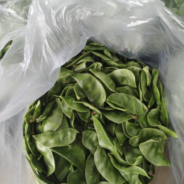 山东精品眉豆产地货源充足保质保量欢迎咨询