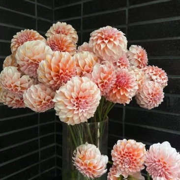 大丽花盆栽小苗重瓣花苞四季开花菊花庭院阳台花卉观花好养耐