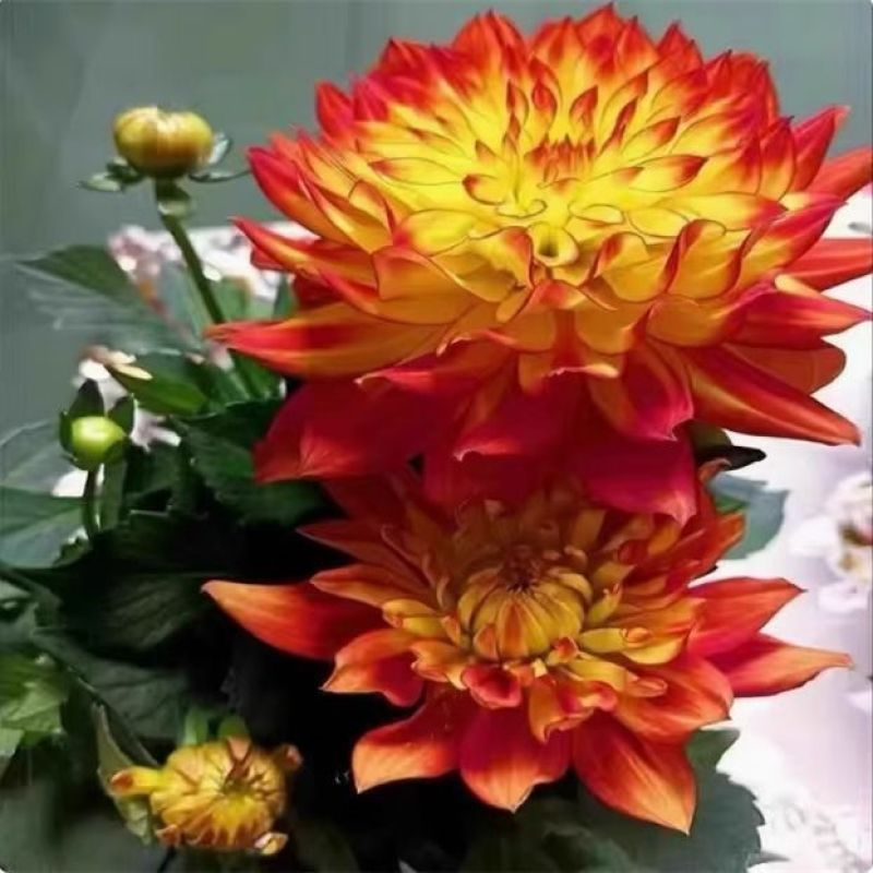 大丽花盆栽小苗重瓣花苞四季开花菊花庭院阳台花卉观花好养耐