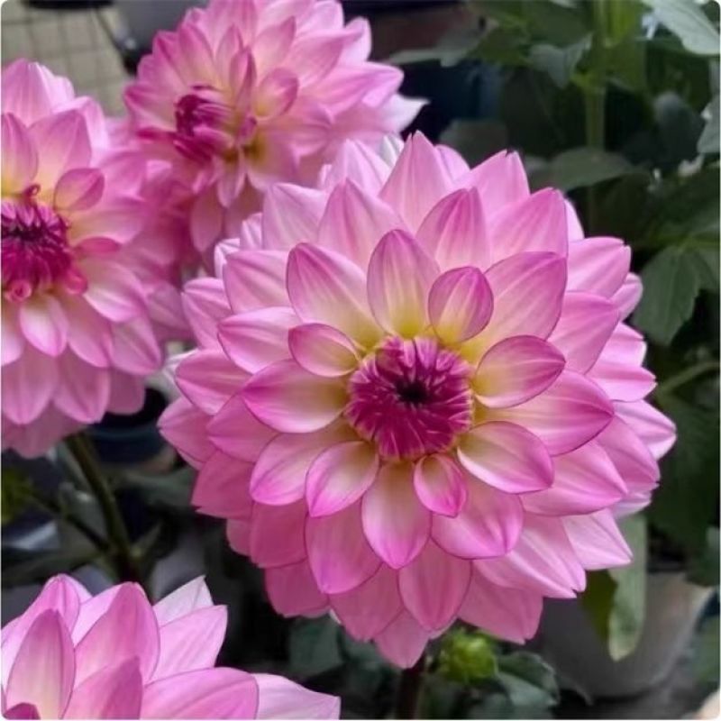 大丽花盆栽小苗重瓣花苞四季开花菊花庭院阳台花卉观花好养耐