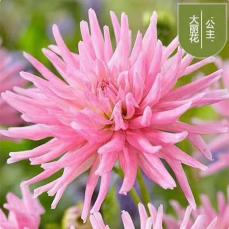 大丽花盆栽小苗重瓣花苞四季开花菊花庭院阳台花卉观花好养耐