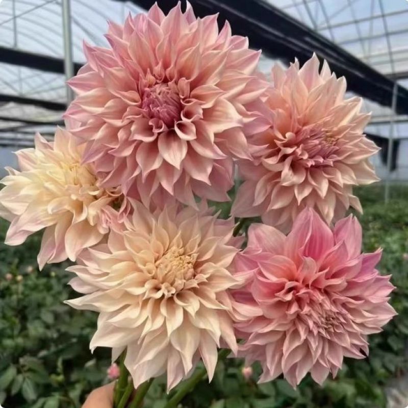 大丽花盆栽小苗重瓣花苞四季开花菊花庭院阳台花卉观花好养耐