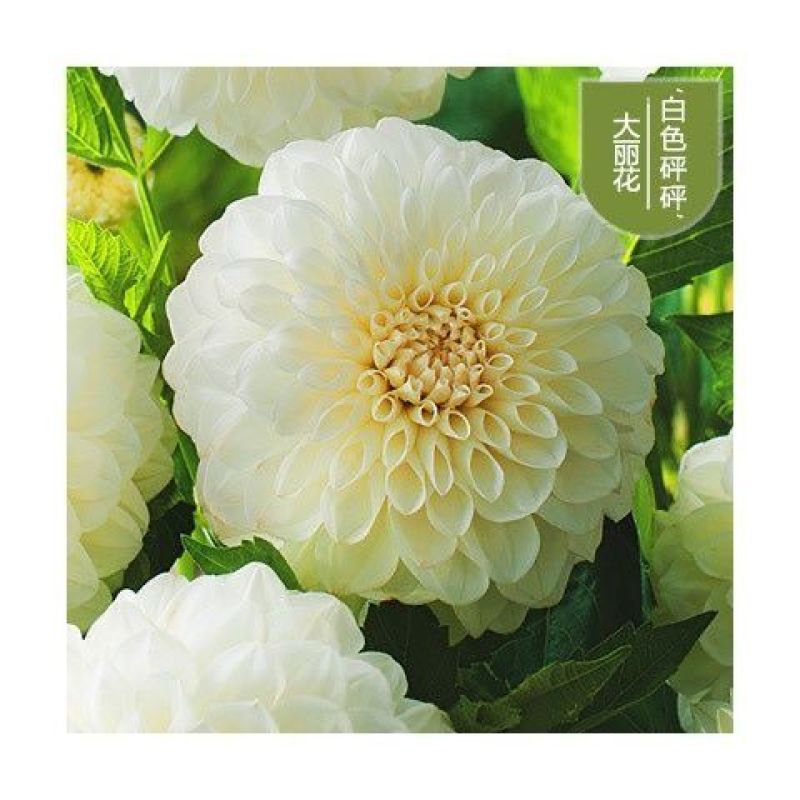 大丽花盆栽小苗重瓣花苞四季开花菊花庭院阳台花卉观花好养耐