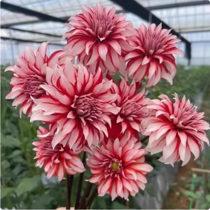 大丽花盆栽小苗重瓣花苞四季开花菊花庭院阳台花卉观花好养耐