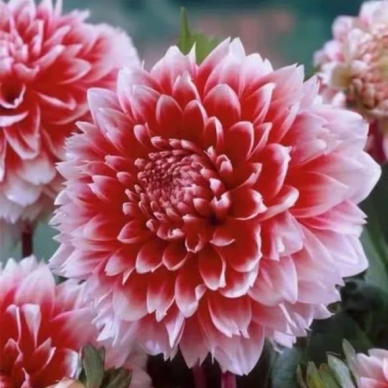 大丽花盆栽小苗重瓣花苞四季开花菊花庭院阳台花卉观花好养耐