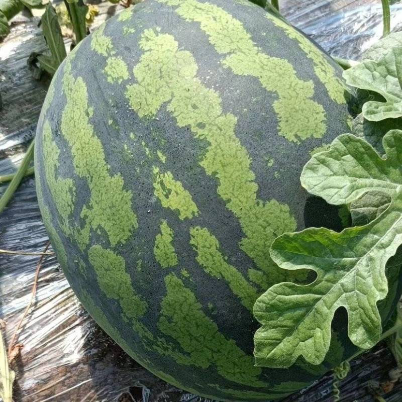 无籽锦王西瓜蒲城产地直供质量保证一手货源欢迎订购