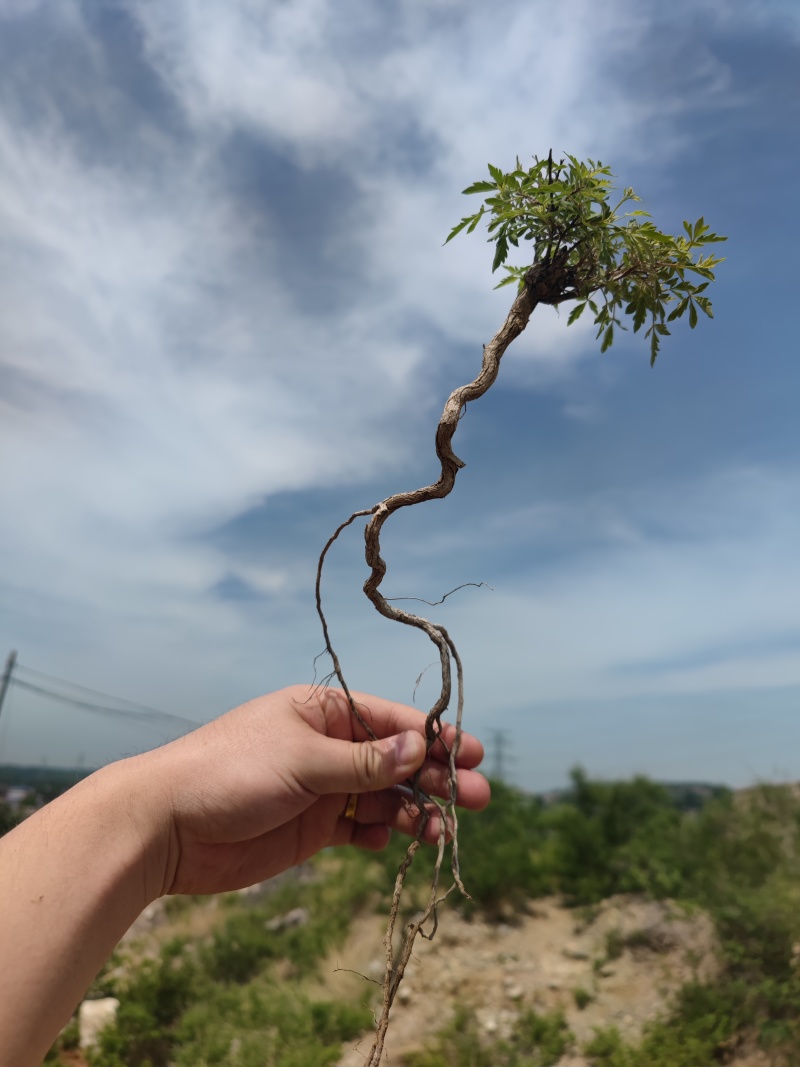 黄荆盆景悬崖桩高提根老桩