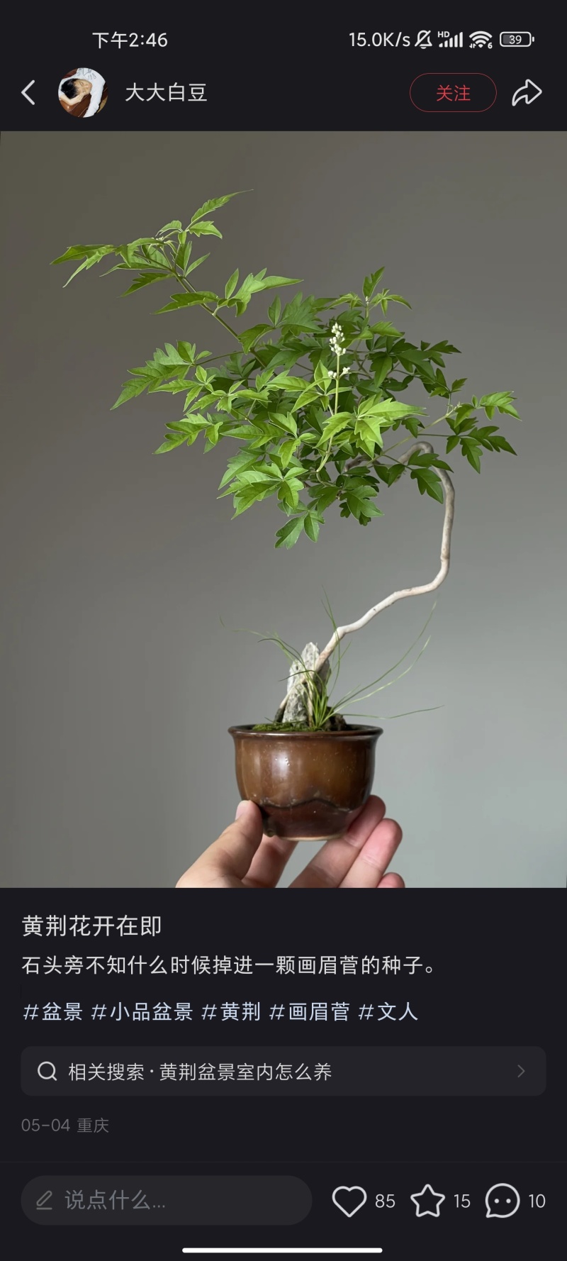 黄荆盆景悬崖桩高提根老桩