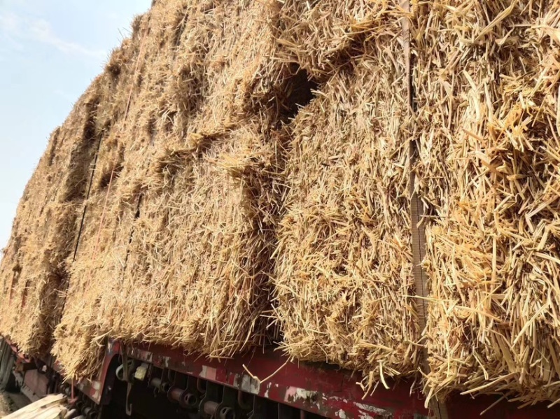 精品小麦秸秆一次成型大方捆，质量保证全国发货