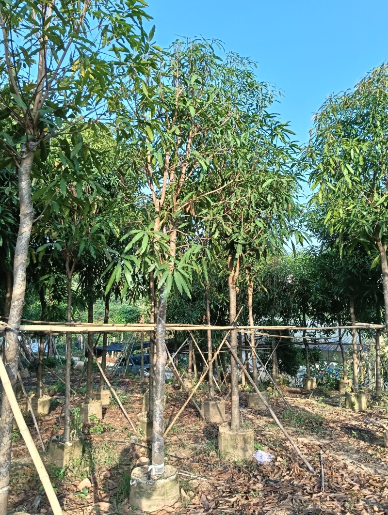 扁桃