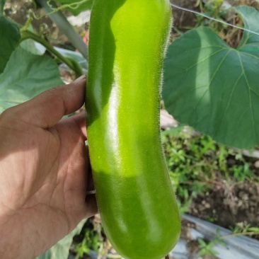上海枫泾瓠瓜（夜开花）大量现货批发