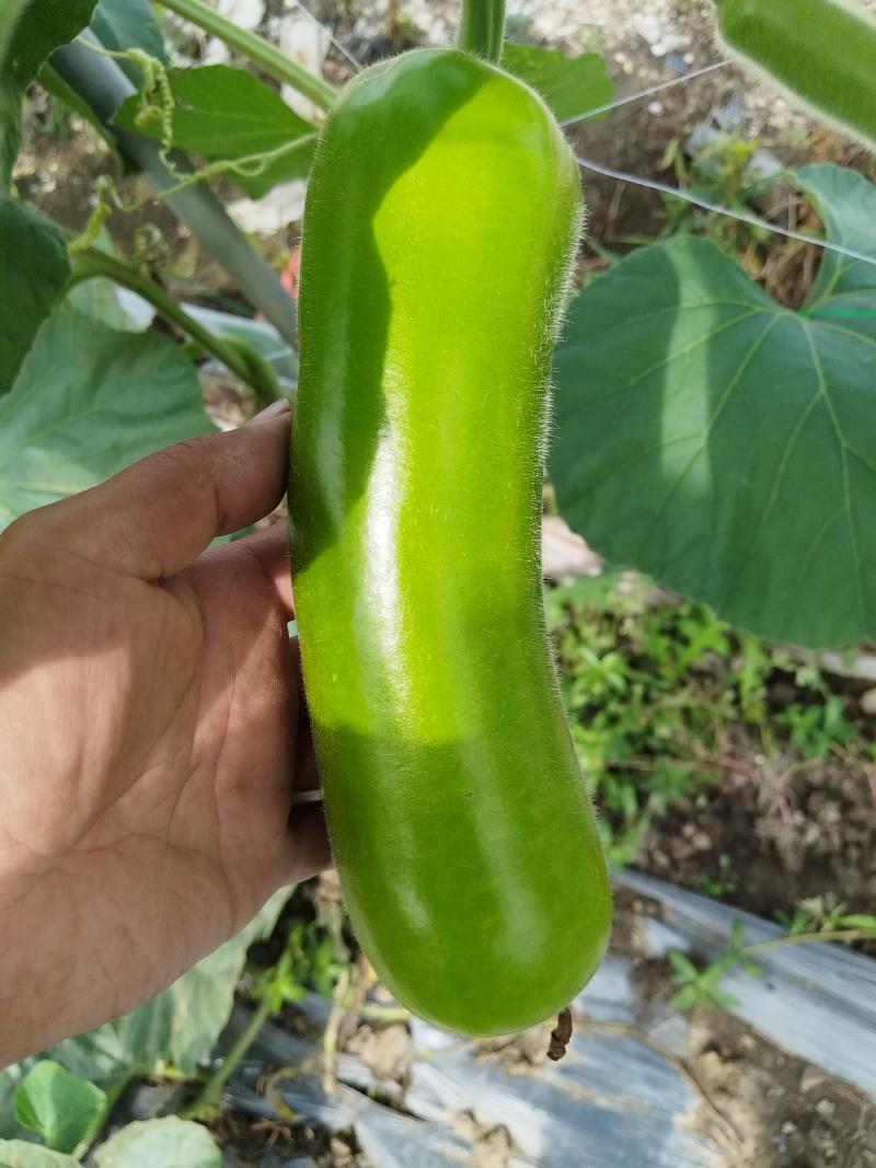 上海枫泾瓠瓜（夜开花）大量现货批发