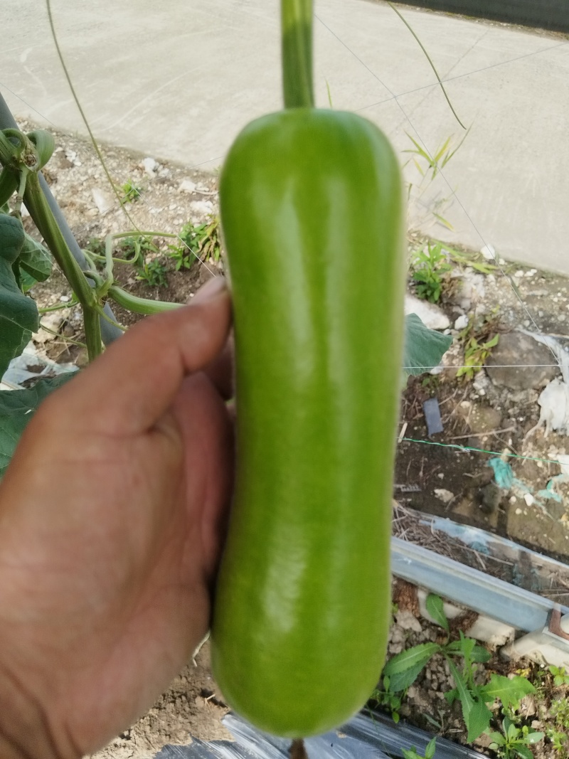 上海枫泾瓠瓜（夜开花）大量现货批发