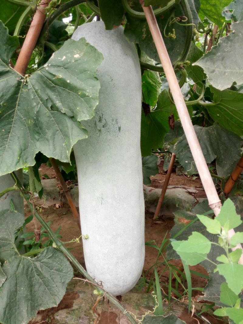 兴蔬铁杆粉斯粉皮大冬瓜种子杂交特长腔小肉厚白皮东瓜籽