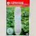 兴蔬铁杆粉斯粉皮大冬瓜种子杂交特长腔小肉厚白皮东瓜籽