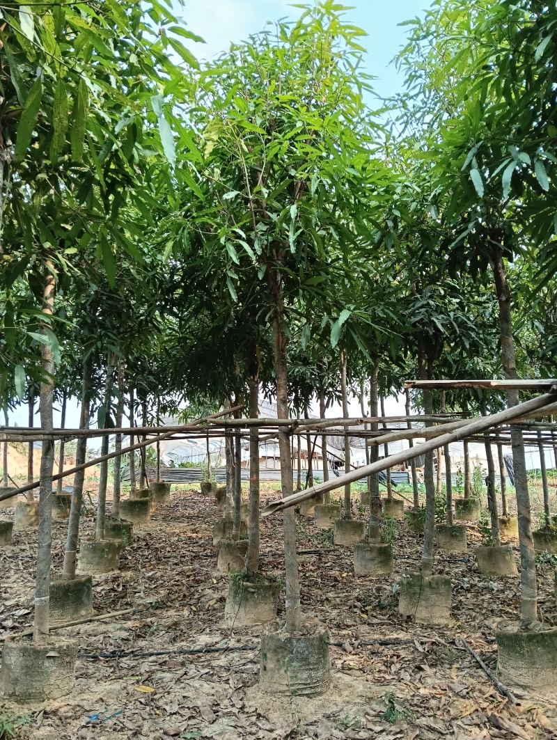 扁桃
