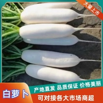【推荐】湖北山白萝卜基地直供规格齐全主要对接市场商超