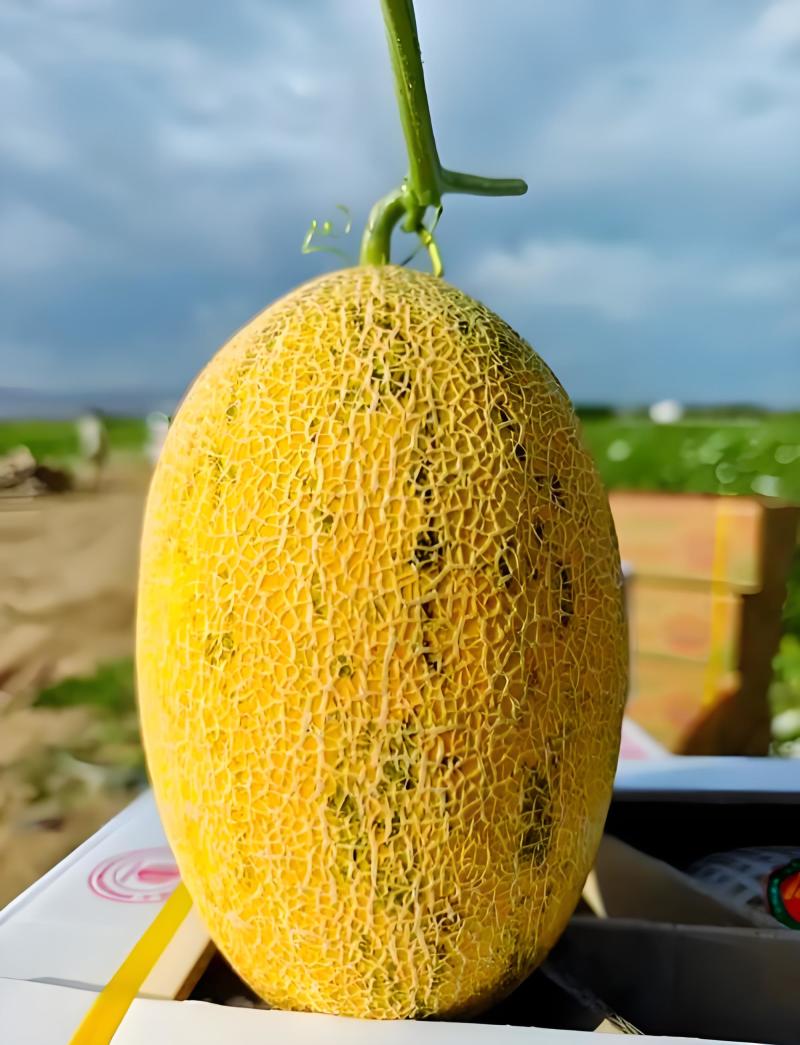 【香甜如蜜】哈密瓜八六王产地直供品质保障诚信经营