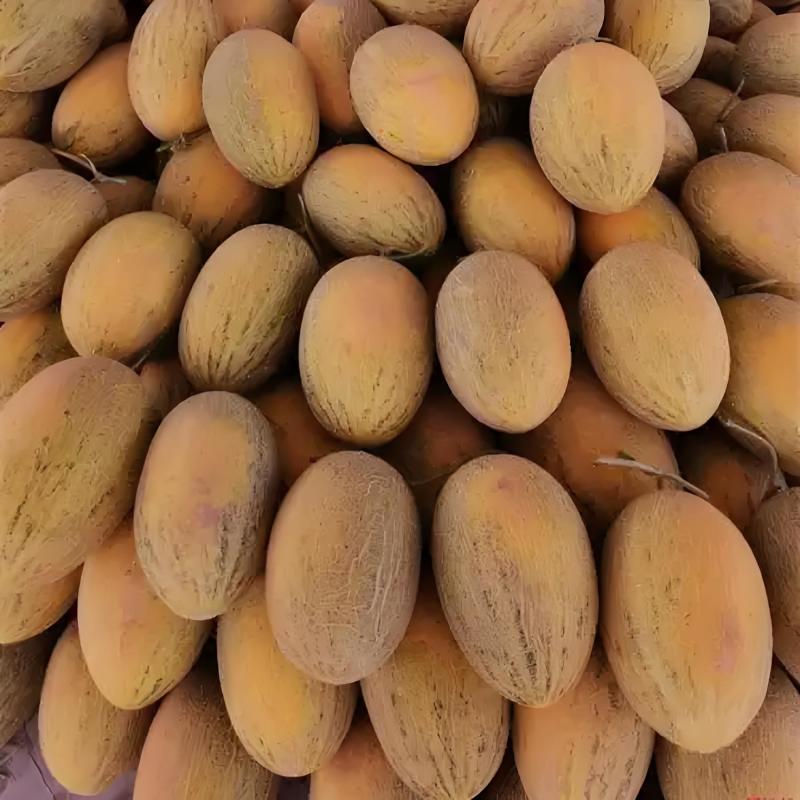 【香甜如蜜】哈密瓜八六王产地直供品质保障诚信经营