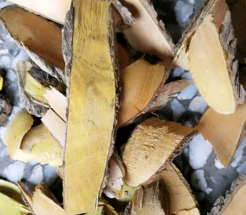 土黄莲(十大功劳)又名刺黄连